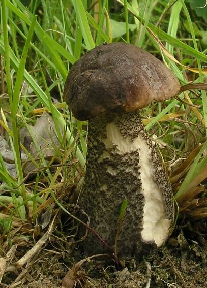 kozák brezový Leccinum scabrum (Bull.) Gray