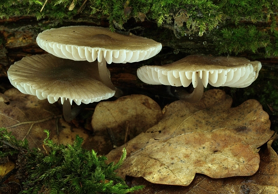 prilbička Mycena sp.