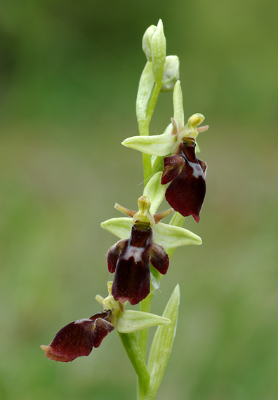 hmyzovník - tořič Ophrys holubyana x Ophrys insectifera