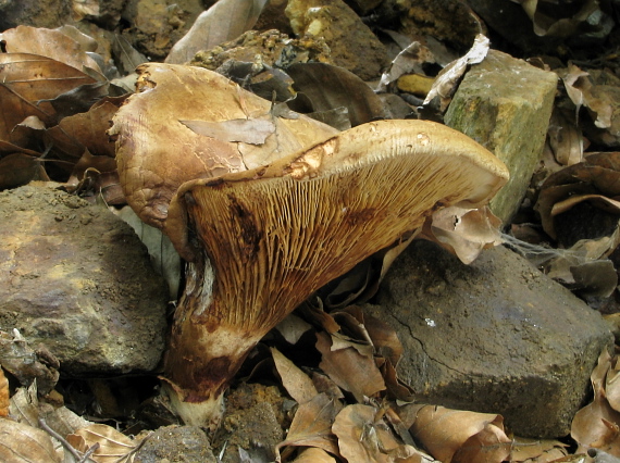 čechračka podvinutá Paxillus involutus (Batsch) Fr.