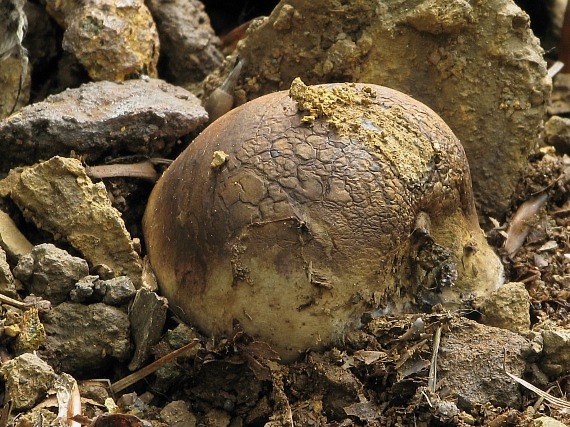 hráškovec obyčajný Pisolithus arhizus (Scop.) Rauschert