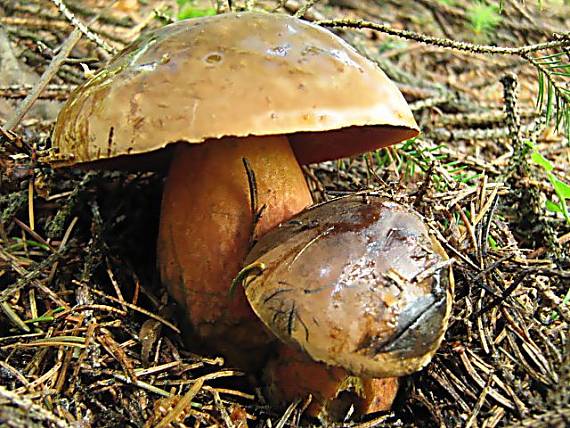 hríb zrnitohlúbikový Sutorius luridiformis (Rostk.) G. Wu & Zhu L. Yang