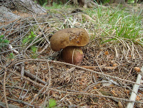 hríb zrnitohlúbikový Sutorius luridiformis (Rostk.) G. Wu & Zhu L. Yang