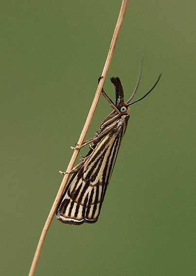 trávovec mriežkovaný   Chrysocrambus craterella