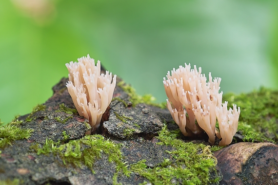 korunovec svietnikovitý Artomyces pyxidatus (Pers.) Jülich