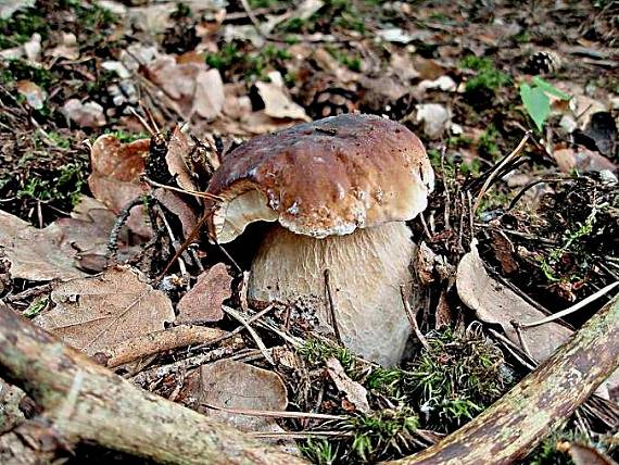 hríb smrekový Boletus edulis Bull.