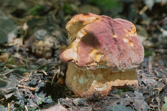 hríb sosnový Boletus pinophilus Pil. et Dermek in Pil.