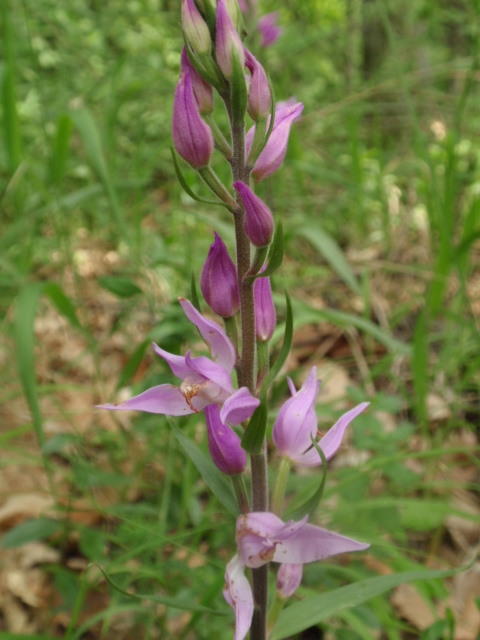 prilbovka červená Cephalanthera rubra (L.) Rich.