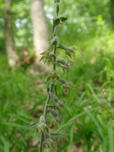 kruštík drobnolistý Epipactis microphylla (Ehrh.) Swartz