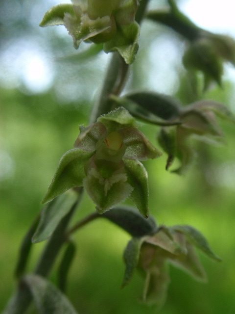 kruštík drobnolistý Epipactis microphylla (Ehrh.) Swartz