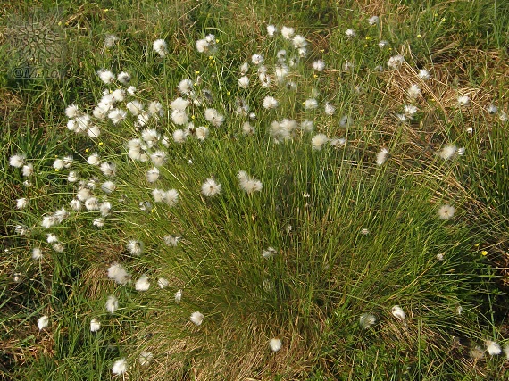 páperník pošvatý Eriophorum vaginatum L.