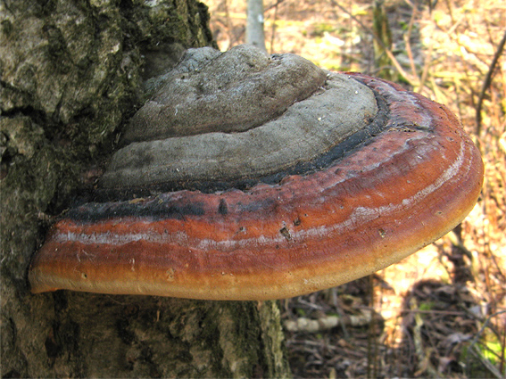 práchnovček pásikavý Fomitopsis pinicola (Sw.) P. Karst.