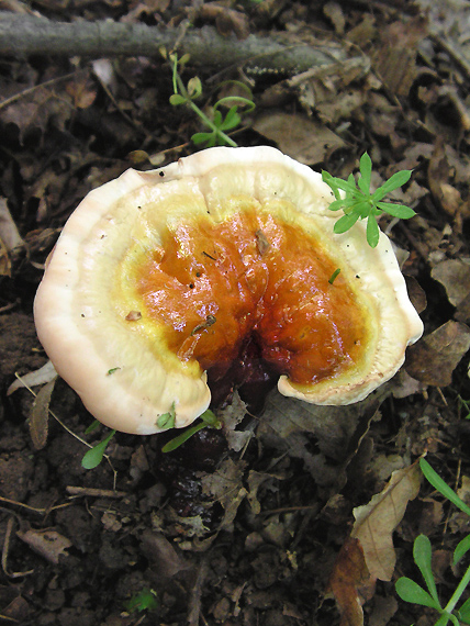 lesklokôrovka obyčajná Ganoderma lucidum (Curtis) P. Karst.