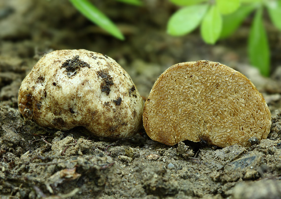 hľuza Hymenogaster sp.