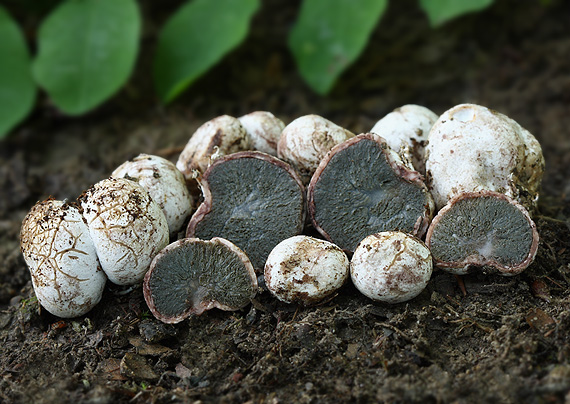 lúpavka belavá Hysterangium stoloniferum Tul. & C. Tul.