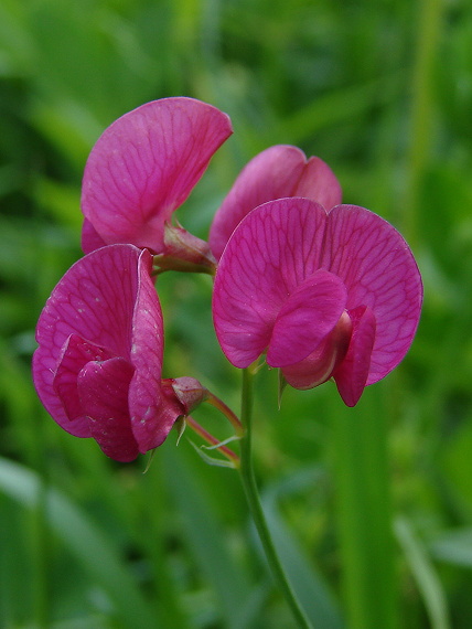 hrachor hľuznatý Lathyrus tuberosus L.