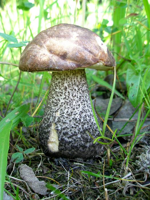 kozák brezový Leccinum scabrum (Bull.) Gray