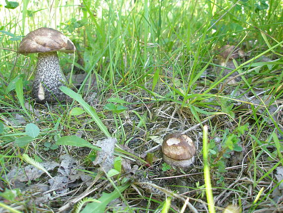 kozák brezový Leccinum scabrum (Bull.) Gray