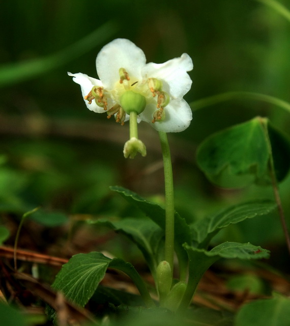 jednokvietok veľkokvetý Moneses uniflora (L.) A. Gray