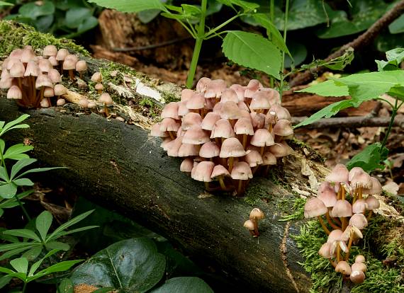 prilbička žltohlúbiková Mycena renati Quél.