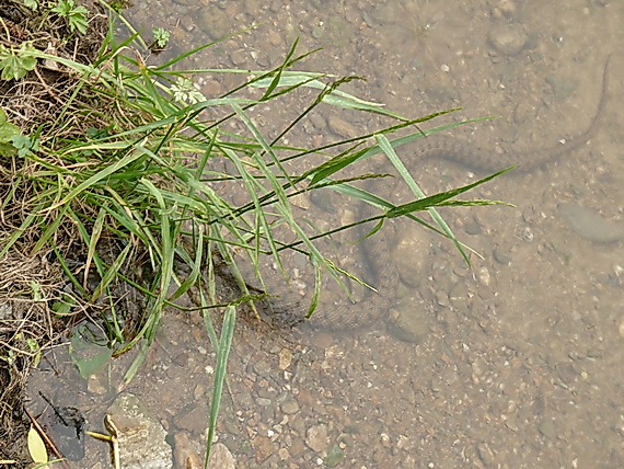 užovka fŕkaná Natrix tessellata