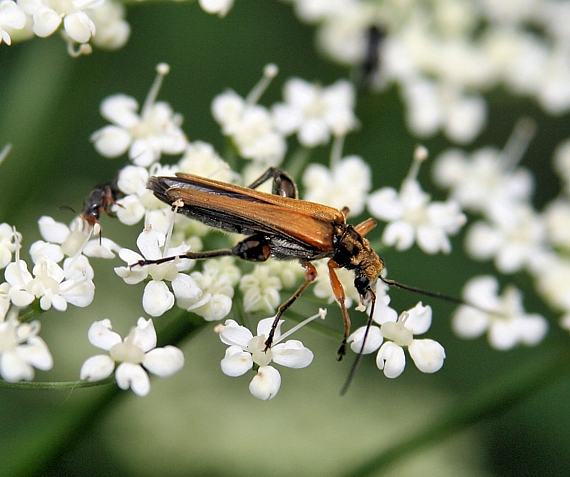 oedemera podagrariae Oedemeridae