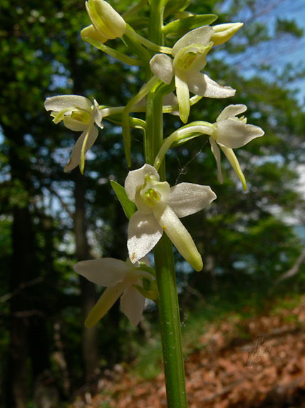 vemenník Platanthera bifolia (L.) Rich.