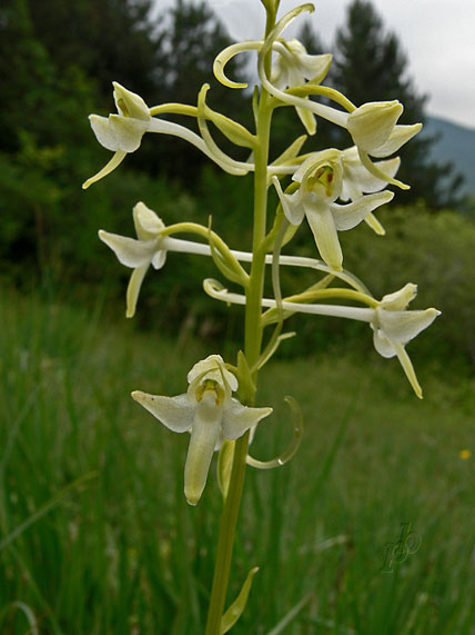 vemenník Platanthera chlorantha (Custer) Reinchenb.