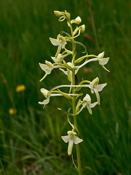 vemenník Platanthera chlorantha (Custer) Reinchenb.