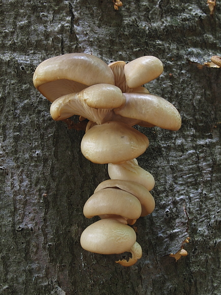 hliva buková Pleurotus pulmonarius (Fr.) Quél.