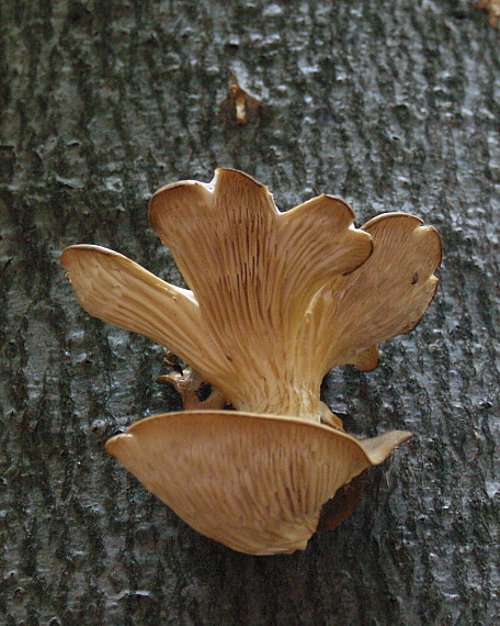 hliva buková Pleurotus pulmonarius (Fr.) Quél.