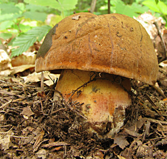 hríb zrnitohlúbikový Sutorius luridiformis (Rostk.) G. Wu & Zhu L. Yang