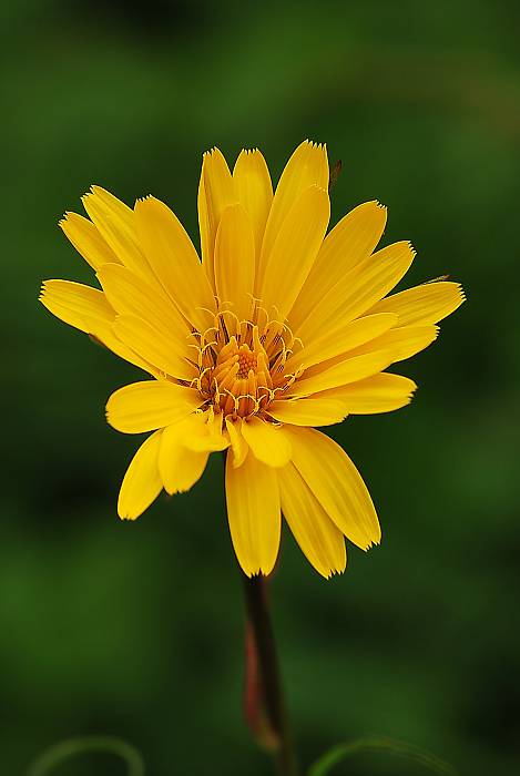 kozobrada východná  Tragopogon orientalis L.