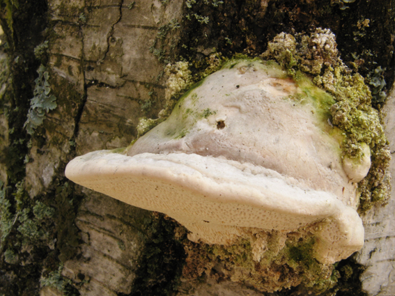 trúdnikovec hrbatý Trametes gibbosa (Pers.) Fr.