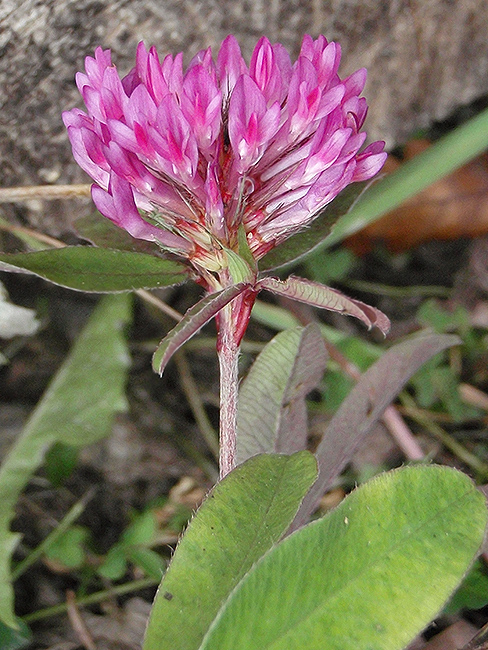 ďatelina Trifolium sp.