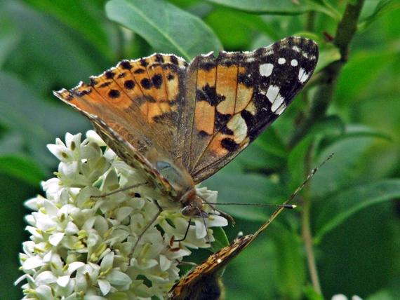 babočka bodliaková Vanessa cardui