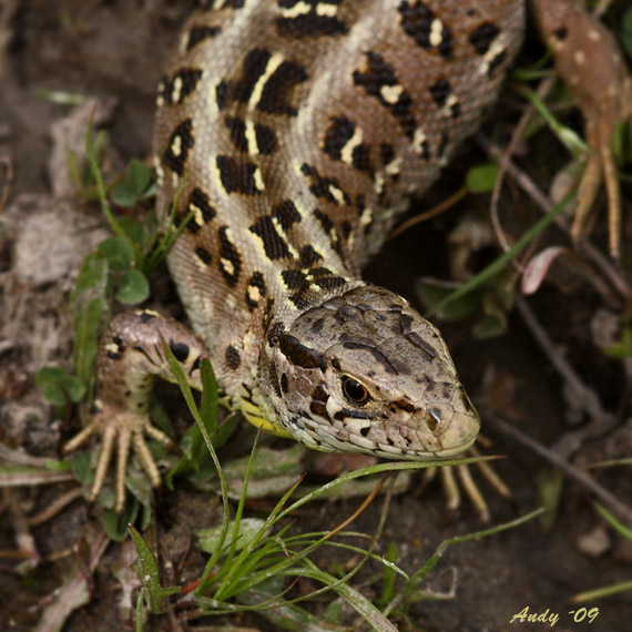 jašterica krátkohlavá lacerta agilis