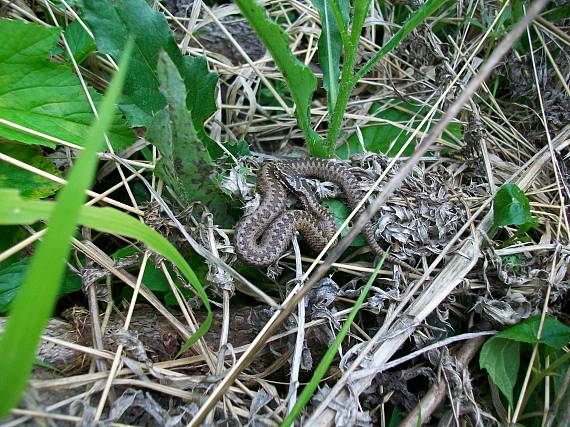 vretenica severna vipera berus