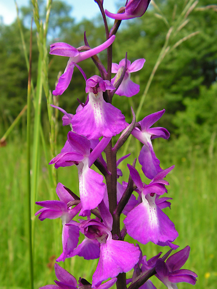 červenohlav močiarny úhľadný Anacamptis palustris subsp. elegans (Heuffel) R.M. Bateman, A.M. Pridgeon & M.W. Chase