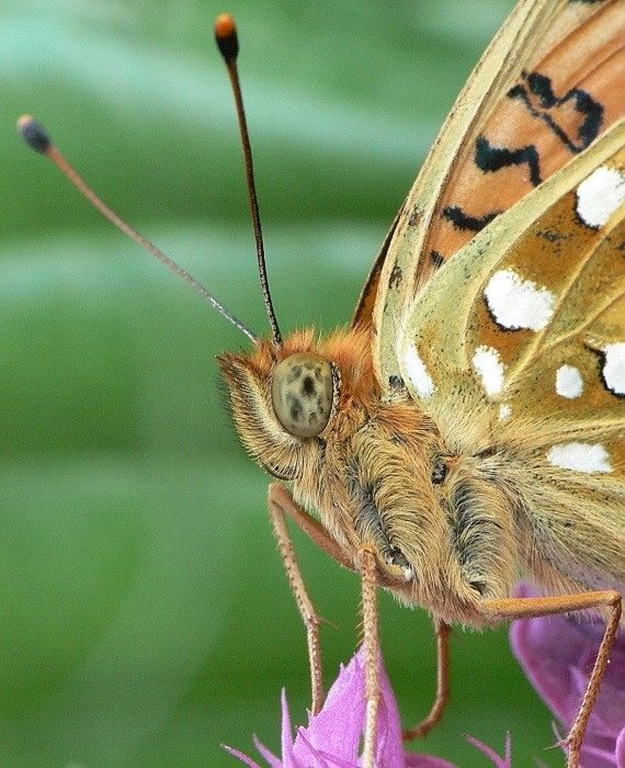 perlovec veľký Argynnis aglaja Linnaeus, 1758