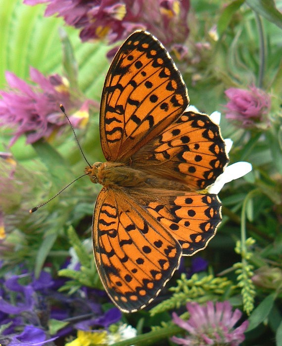 perlovec veľký Argynnis aglaja Linnaeus, 1758