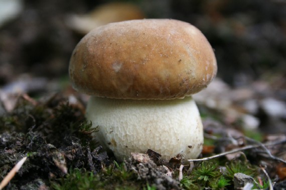 hríb dubový Boletus reticulatus Schaeff.