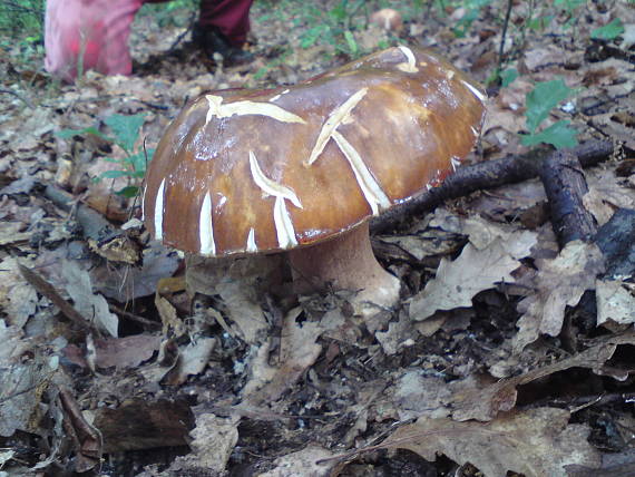 hríb bronzový Boletus reticulatus Schaeff.