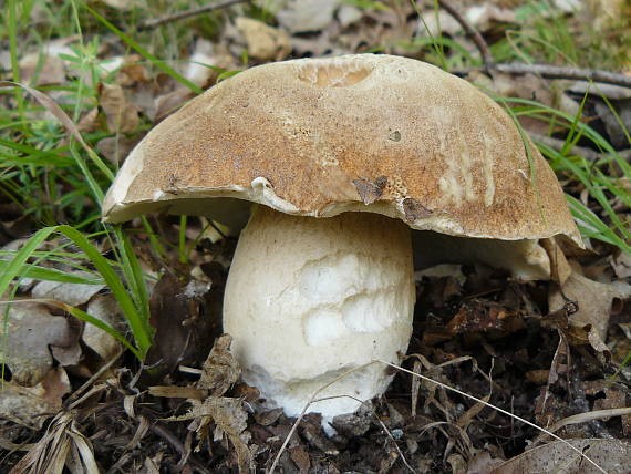 hríb dubový Boletus reticulatus Schaeff.