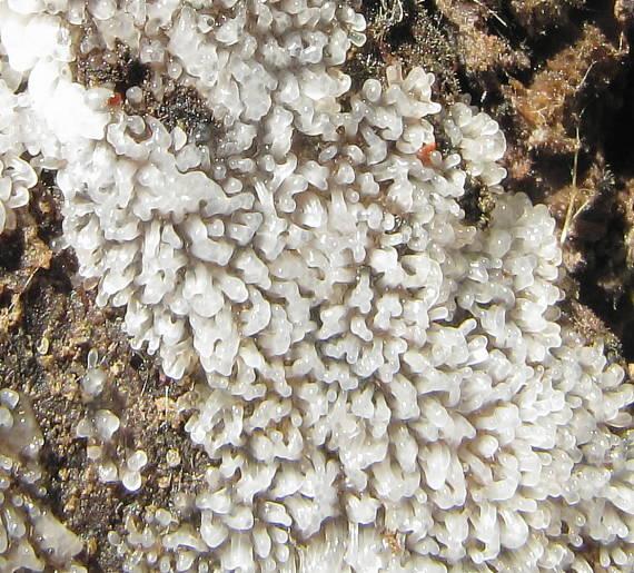 rohačka kríčkovitá Ceratiomyxa fruticulosa var. fruticulosa (O.F. Müll.) T. Macbr