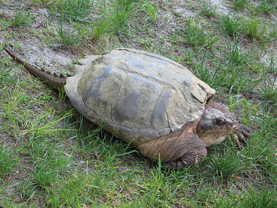 kajmanka drava Chalydra serpentina