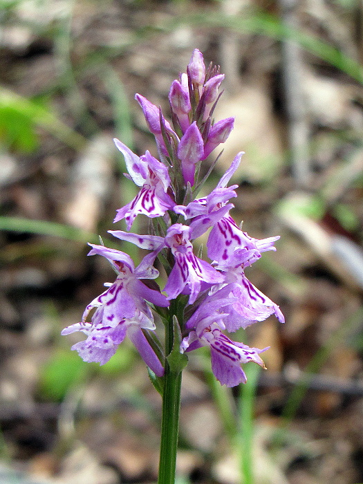 vstavačovec fuchsov pravý-prstnatec fuchsův  Dactylorhiza fuchsii subsp. fuchsii (Druce) Soó