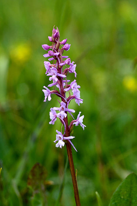 päťprstnica obyčajná Gymnadenia conopsea (L.) R. Br.