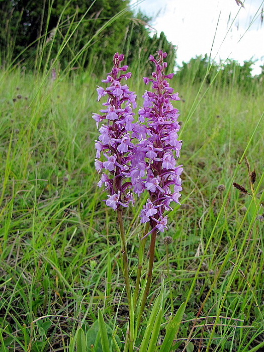 pětiprstka žežulník  Gymnadenia conopsea (L.) R. Br.