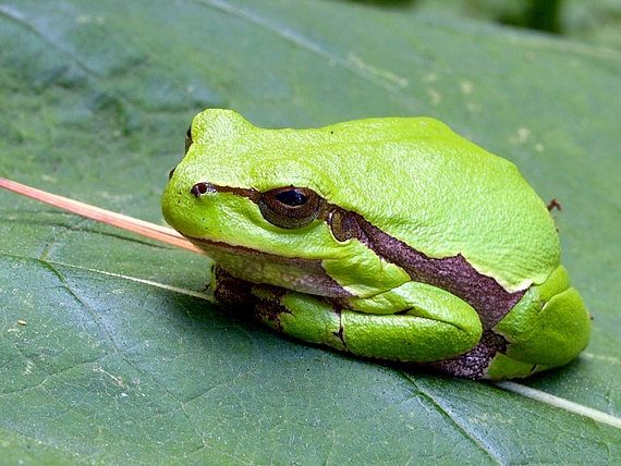 rosnička zelená Hyla arborea